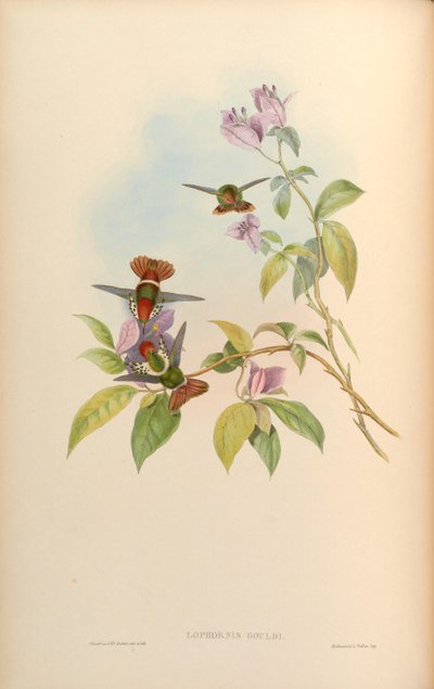 Lophornis gouldii by John Gould